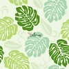 Monstera