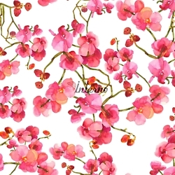 Orchidea